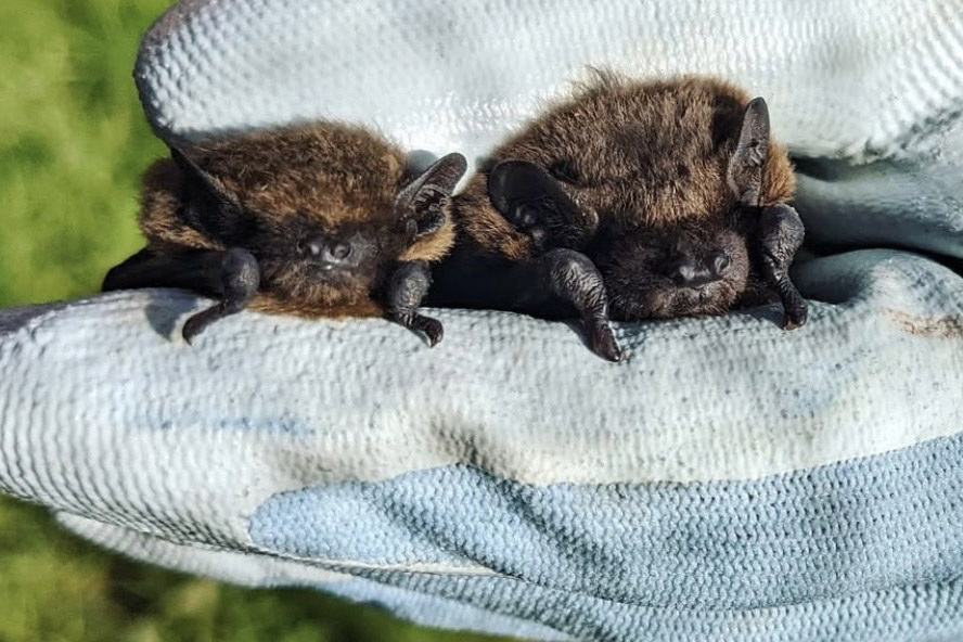 Bat Walk