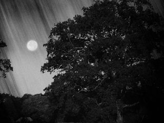 Halloween at Heligan