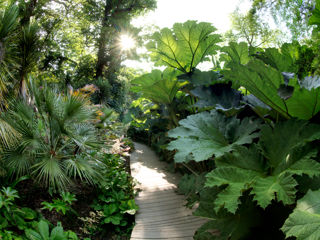 Meet the Gardener: Jungle Garden Tour at Heligan