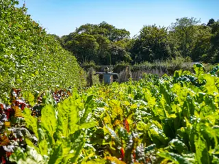 Meet the Gardener: Productive Garden Tour at Heligan
